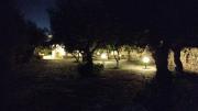 Top Koroni