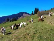 Top Reith bei Kitzbühel