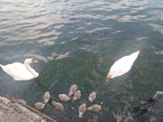 Top Pogradec