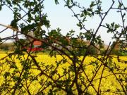 Top Hasselberg