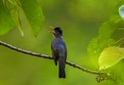 Makandawa tropical rainforest Kithulgala hiking camping bird watching