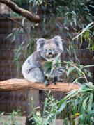 Top Melbourne