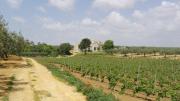 Top Castelvetrano Selinunte