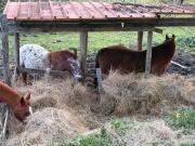 Top Concerviano