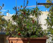 Top Terlizzi