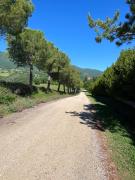 Top Cetona