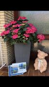 Top Hameln