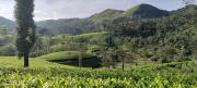 Top Vagamon
