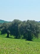 Le Olghe Country House