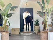 PARADISO Horse Club PARADISO Horse Club