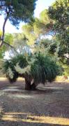 Top Nardò