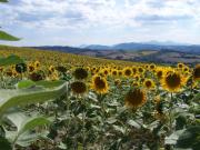 Top Ostra