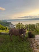 Top Ohrid