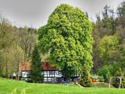Top Plauen