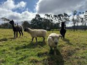 Top Burrawang