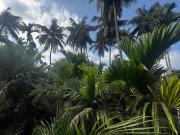 Top Diveagar