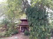 Top Cabuya