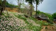 Top Huzhou