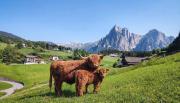 Top Castelrotto