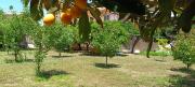 Top Amarinthos