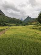 Homestay wiu ruộng bậc thang