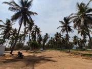 Top Mysore