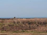 Top Bolivar Peninsula