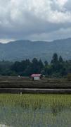 Top Ziro