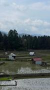 Top Ziro