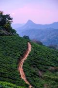 Grace Inn Homestay Munnar
