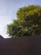 Top Barretos