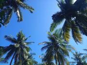 A2 Coconut