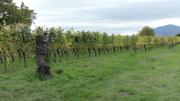 Top Bourgheim