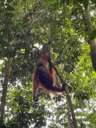 Backpackers Jungle Trekking & Guest House