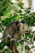 Top Bukit Lawang
