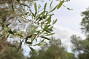 TrullOlive by Roberta - Ceglie messapica