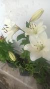 Top Kurseong