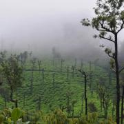 Top Vālpārai