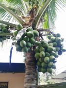 Top Parrita