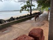 Top Malvan