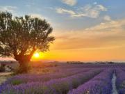 Top Valensole Top Valensole
