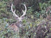 Top Sauraha