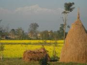 Top Sauraha