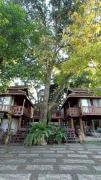 Top Chiang Mai