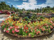 Top Da Lat