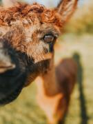Nordic Alpaca Farm Stay
