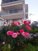 Top Skala Marion