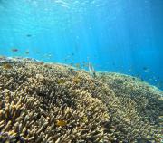 Top Gili Air