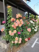 Apartments Patar