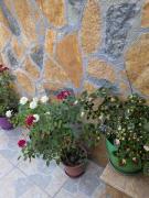 Tomor Shehu Guest House